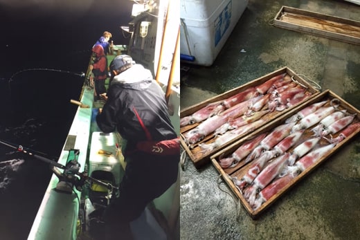 夜炊イカ｜釣果情報｜ミナガワ釣具店