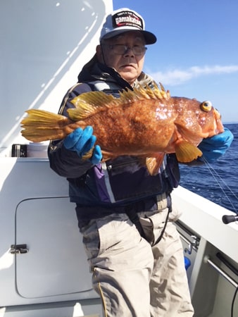 落し込み｜第２磯丸｜アコウ｜釣果情報｜ミナガワ釣具店