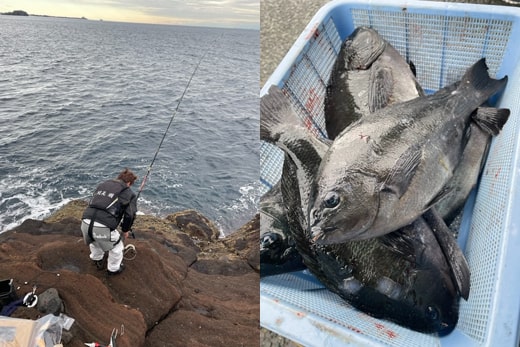 六島｜クロ｜釣果情報｜ミナガワ釣具店