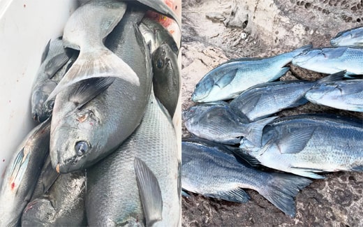 上五島｜六島｜クロ釣り｜釣果情報｜ミナガワ釣具店