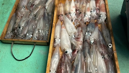 夜焚きイカ釣り｜ケンサキイカ｜ヤリイカ｜釣果情報｜ミナガワ釣具店