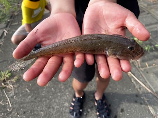 ハゼ｜食べて美味しい秋の魚｜釣果情報｜ミナガワ釣具店