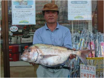 ミナガワ釣具店｜釣果情報｜マダイ