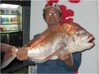 芦屋沖|釣果情報|真鯛 ミナガワ釣具店|釣果情報|マダイ