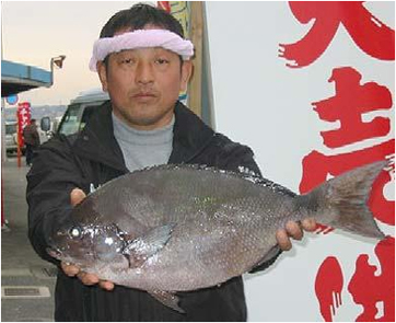 ミナガワ釣具店｜釣果情報｜オナガ