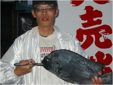 男女群島|釣果情報|イシダイ ミナガワ釣具店|釣果情報|イシダイ