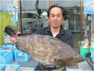 柏原・洞山の地磯|釣果情報|アラ ミナガワ釣具|店釣果情報|アラ