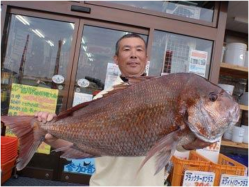 ミナガワ釣具店｜釣果情報｜マダイ