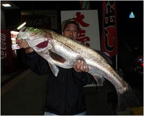 ミナガワ釣具店｜釣果情報｜スズキ