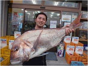 北九州|釣果情報|マダイ ミナガワ釣具店|釣果情報|マダイ