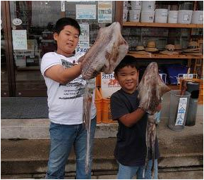 ミナガワ釣具店｜釣果情報｜アオリイカ