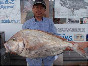 ミナガワ釣具店｜釣果情報｜マダイ