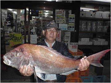 北九州|釣果情報|マダイ ミナガワ釣具店|釣果情報|マダイ