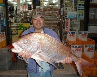 北九州|釣果情報|マダイ ミナガワ釣具店|釣果情報|マダイ