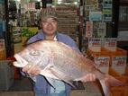 マダイ|芦屋沖|北九州 マダイ|芦屋沖|北九州