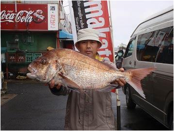 北九州|釣果情報|マダイ ミナガワ釣具店|釣果情報|マダイ