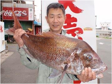 芦屋|釣果情報|マダイ ミナガワ釣具店|釣果情報|真鯛