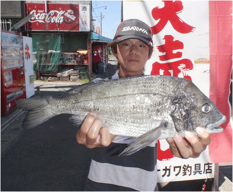 柏原・洞山の地磯|釣果情報|チヌ ミナガワ釣具|店釣果情報|チヌ