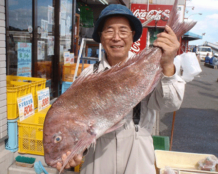 ミナガワ釣具店｜釣果情報｜マダイ