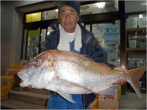 ミナガワ釣具店｜釣果情報｜マダイ