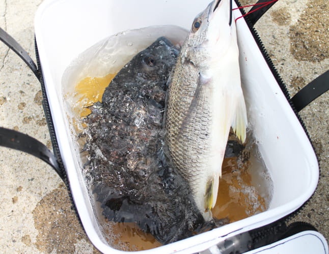 2026年遠賀川チヌ釣り大会｜ミナガワ釣具店