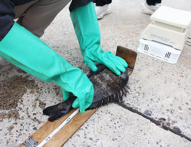 2026年遠賀川チヌ釣り大会｜ミナガワ釣具店