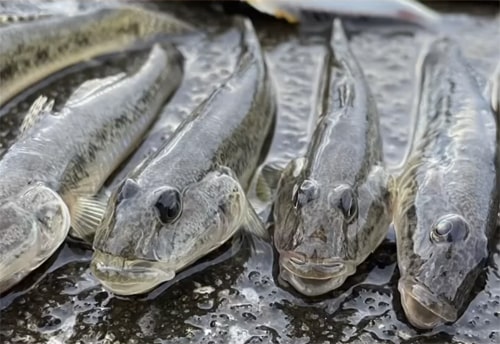 ハゼ釣り｜芦屋｜秋の人気魚｜ミナガワ釣具店｜福岡