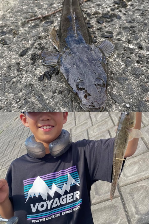 ハゼ釣り｜ファミリーフィッシング｜ミナガワ釣具店｜福岡